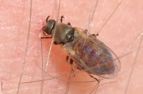 A brownish fly with transparent wings 