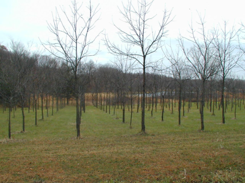 Stand of leafless black walnut trees in straight rows