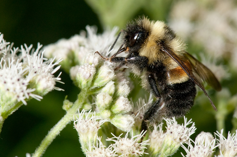 A rusty patched bumble bee on a wildflower. Image by Heather Holm.