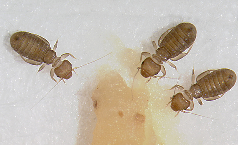 Close-up of three booklice against a white background.