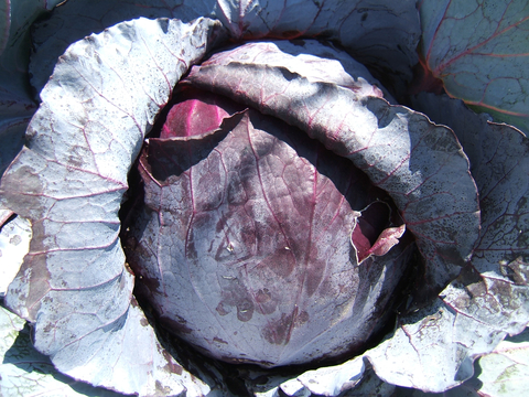 Purple cabbage head