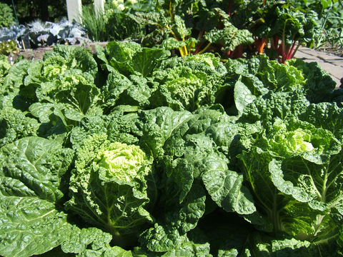  Growing Chinese cabbage and bok choy in home gardens UMN 