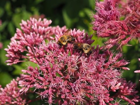 Bees on pink flowers