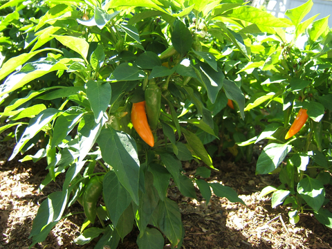 Bulgarian carrot pepper plant with orange and green peppers