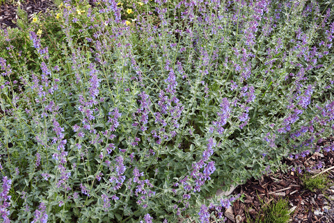 Many catmint plants with purple flowers.