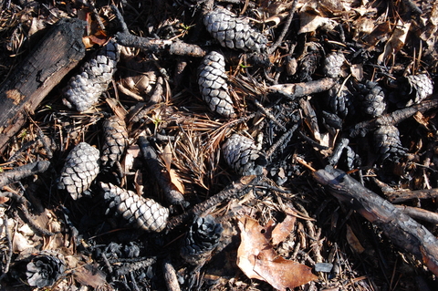 Charred jack pine cones