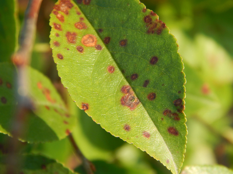 Brown spots on green cherry leaf.