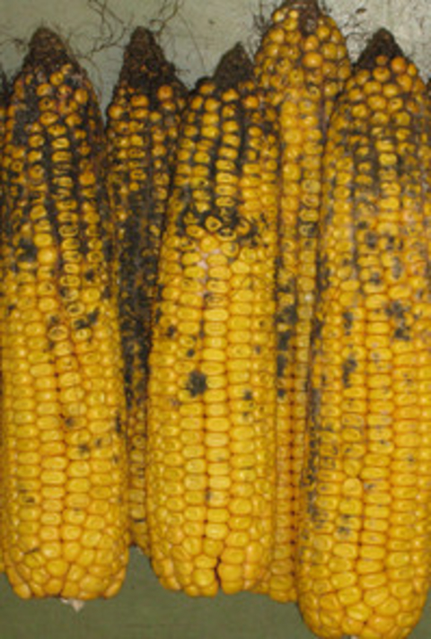Cladosporium ear rot on corn