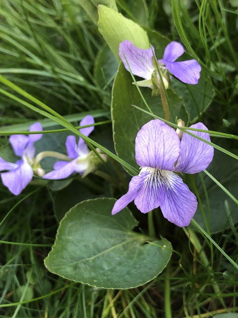 Close up of four wild violet flowers with purple to white coloring