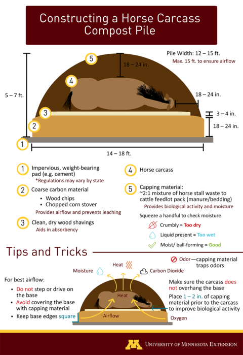 Steps to compost a horse carcass. 1- Create a base with coarse carbon material 18 to 24 inches deep. 2- Place 3- to 4-inches of dry, wood shavings around the center of the base. 3- Put 1-2 inches of 2:1 mixture of horse stall waste to cattle manure over the wood shavings. 4- Lay horse carcass on the center of the base with 18 to 24 inch of space around the carcass. 5- Cover the carcass with 18 to 24 inches of manure mixture.
