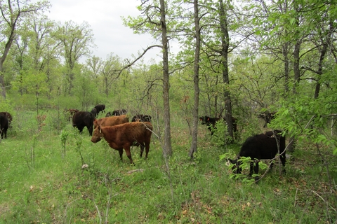 Cows in a densely vegetated forest