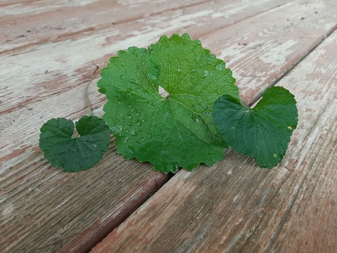 Photo comparison of leaves from creeping Charlie, garlic mustard and violet.