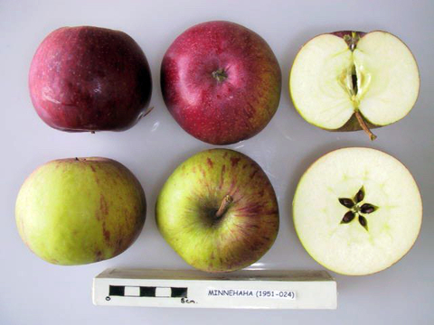 Three apples in 2 rows showing side view, from the top and a cross section.