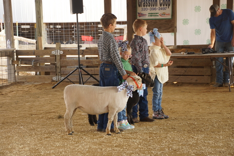 Youth and sheep waiting to be judged for lamb lead