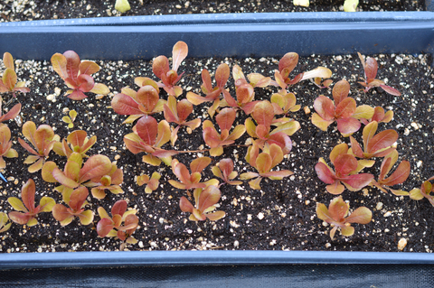Red lettuce seedlings growing indoors
