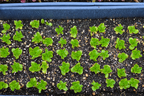 Green lettuce seedlings growing indoors