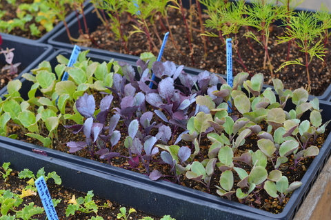 Purple and green cabbage seedlings