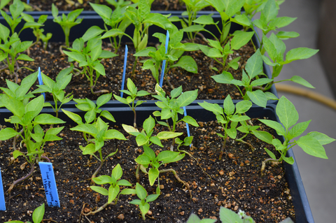 Green sweet pepper seedlings growing indoors.