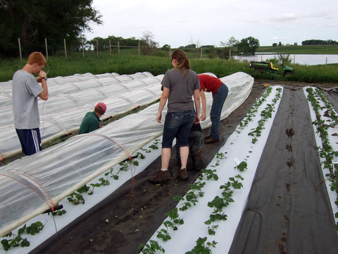 People placing low tunnel coverings over day-neutral strawberries growing on plastic (left) next to rows in an open field.