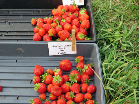 Side-by-side bins of strawberries on a grassy area.