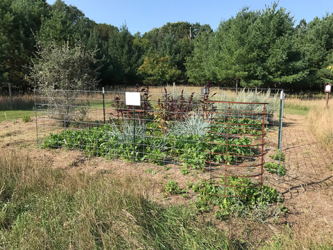 A crop of plants surrounded by wire fence to prevent deer from eating the plants.