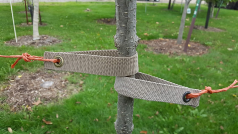 Two canvas straps attached to tree stem.