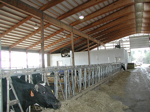Cows in a dry cow pen.
