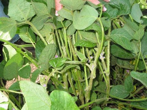 hand separating soybean plants and exposing stems and leaves with greenish yellow insects (aphids) on them. 