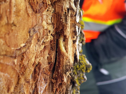 A white EAB larva crawling out of a tree with extensive bark damage.