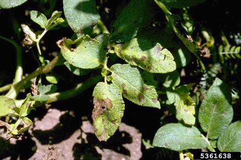 Green leaves in the potato canopy with brown early blight lesions.