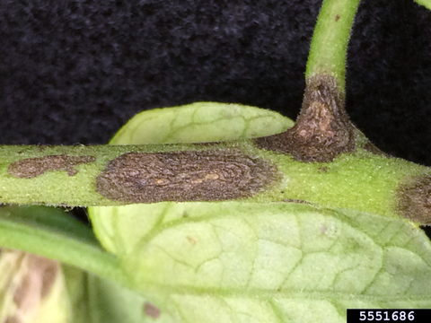 A green tomato stem with brown early blight lesions.
