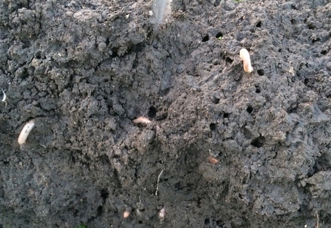 Soil with holes and earthworms in it.