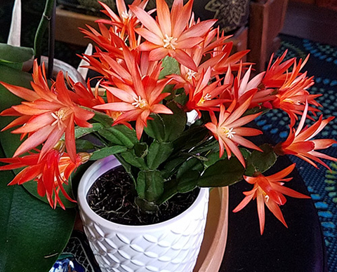 Easter cactus in well-drained soil