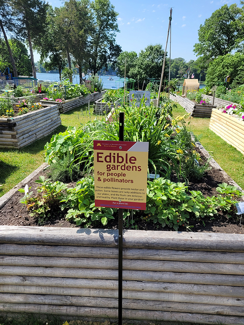 Sign that says Edible gardens for people and pollinators in front of a raised bed garden that’s part of a larger raised bed garden