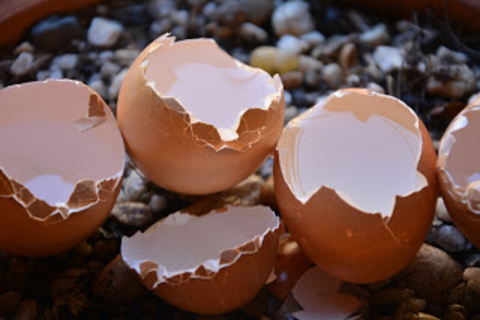 Eggshells on a compost pile.