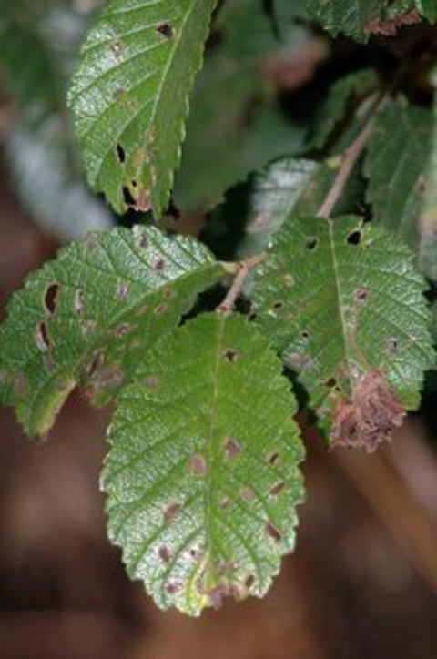 Green leaves with brown tips and brown holes