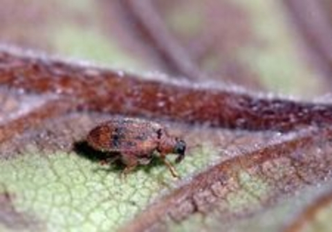 A red weevil on the under side of a green leaf with red veins