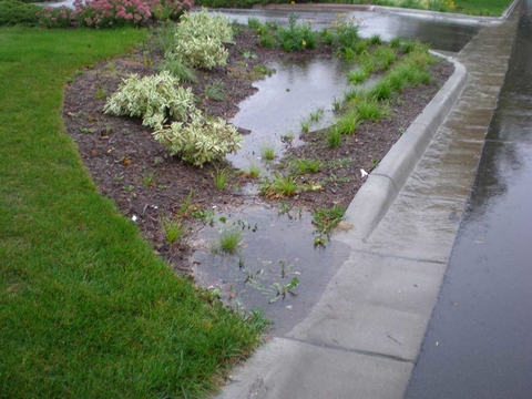 Rain garden capturing stormwater runoff from road.