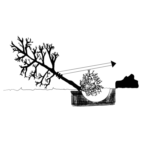 Black and white diagram showing excavating under up-rooted root system.