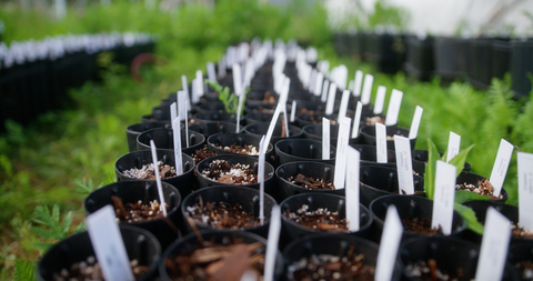 A close up of thousands of climate-smart seedlings in little pots.