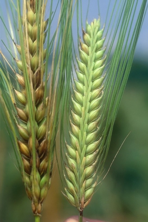 Fusarium head blight symptoms on barley heads