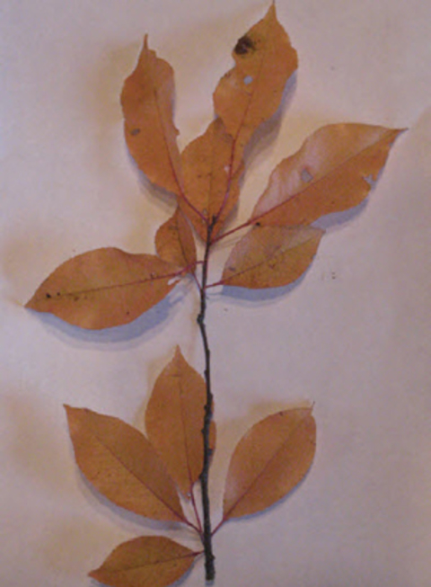 Fall leaf color of chokecherry