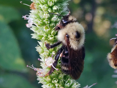 Large bumble bee with light colored, hairy top and a dark brown bottom half feeding on a light green flower.