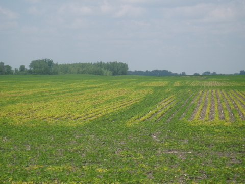 soybean filed with light green and dark green plants.