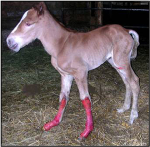 Foal affected by JEB