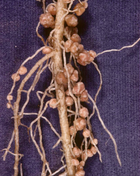 Well-nodulated roots shown on birdsfoot trefoil