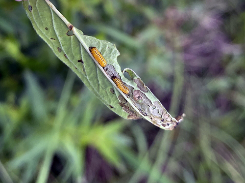 Two golden yellow loosestrife beetle larvae on a leaf with visible “window-paning” (upper epidermis layer removed).