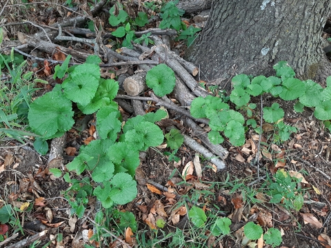 Low-growing plants with bright green heart shaped leaves growing in a cluster near the base of a tree surrounded by sticks and fallen leaves.