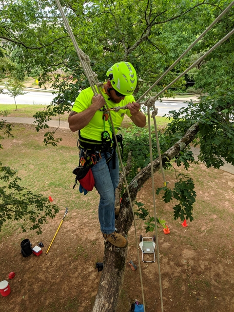 Man in tree top with equipment