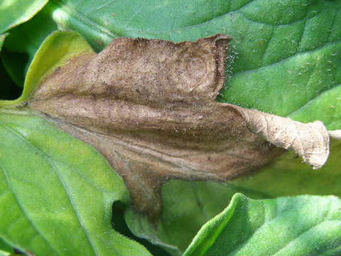 Tomato leaf with irregular to V-shaped brown blotches, starting at the margin of the leaf